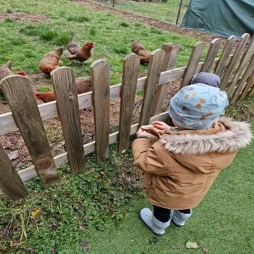 Kind beobachtet Hühner im Außenbereich der Kindertagespflege Kunterbunt am Brudergrund in Erbach