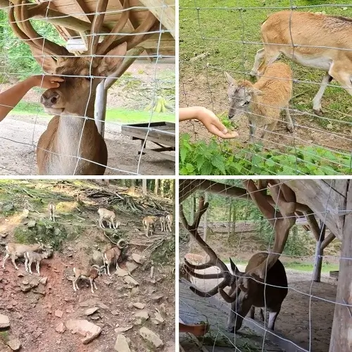 Kinder füttern und beobachten Tiere bei einem Ausflug der Kindertagespflege Kunterbunt am Brudergrund.